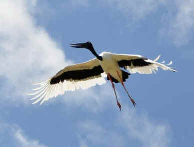 Black necked crane