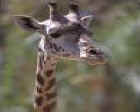 Giraffe's in Tarangarie National park