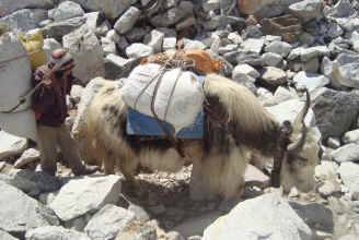 Yak helper