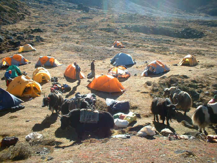 Ama Dablam base camp yaks